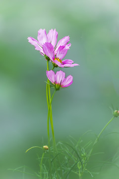 粉色格桑花