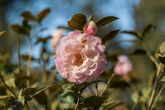 春天山茶花微距摄影图