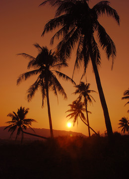 夕阳椰树