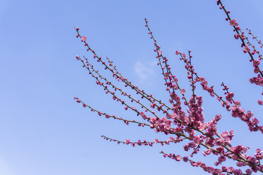 春季盛开的红色梅花