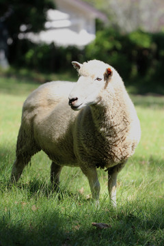 新西兰独树山公园羊