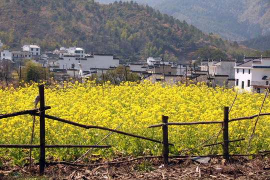 油菜花