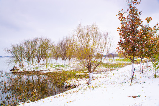 昆明湿地雪景