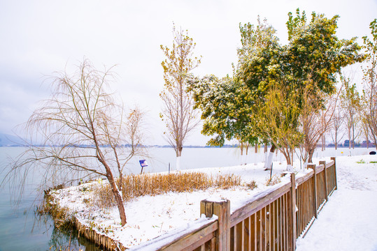 昆明湿地雪景