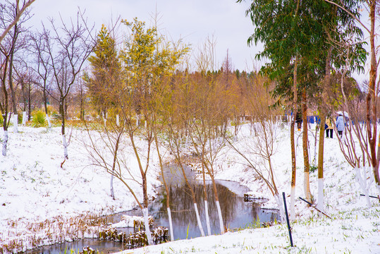 昆明湿地雪景