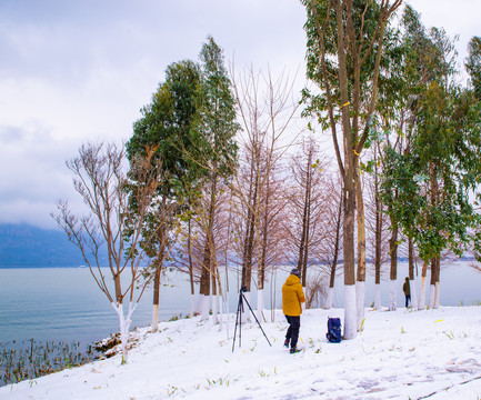 雪地树木