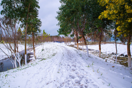 雪地树木