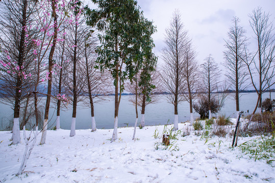 昆明滇池湿地雪景