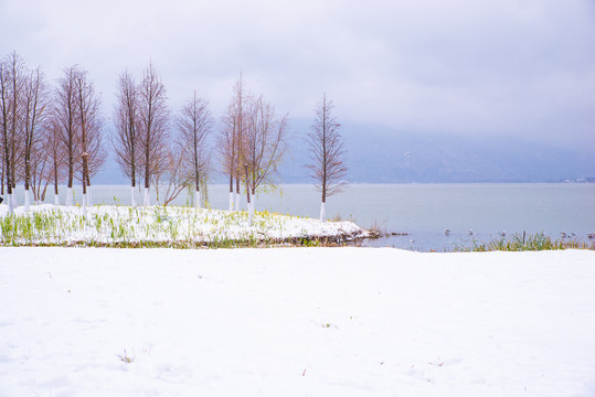 昆明湿地雪景