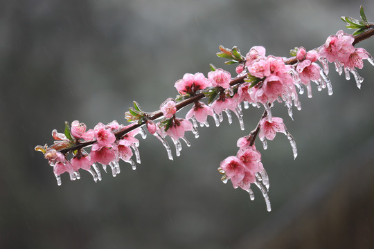 桃花结冰1