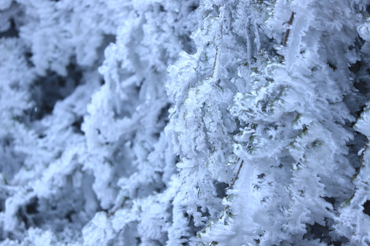 雪景特写