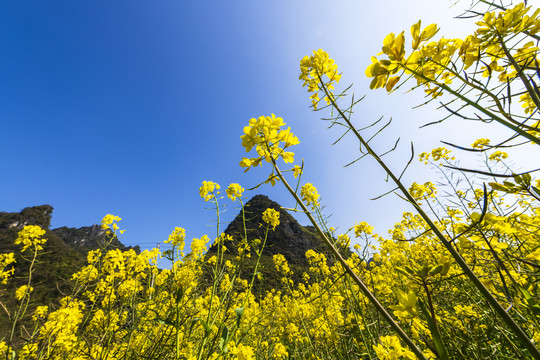 油菜花地