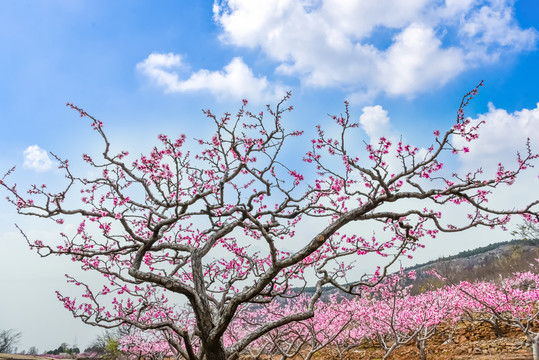 桃花