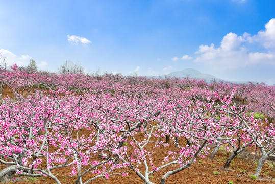 桃花山