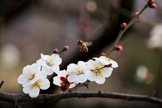 蜜蜂采蜜