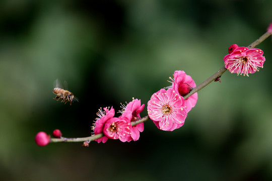 蜜蜂采蜜