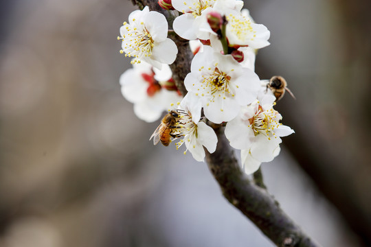 蜜蜂采蜜