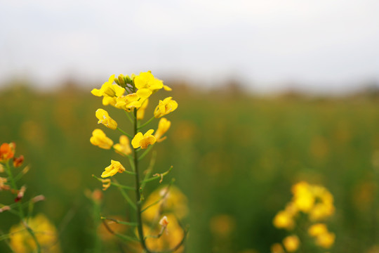 油菜花