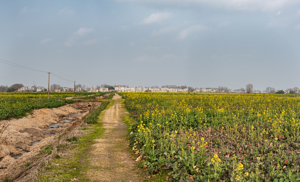 油菜花田鄉(xiāng)間小路風(fēng)光