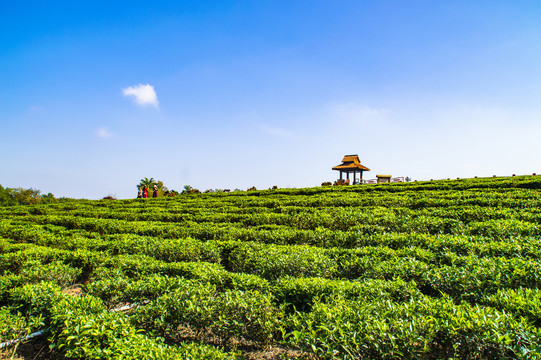 海南白沙绿茶园