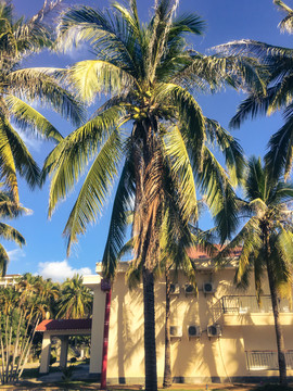 热带绿植棕榈树