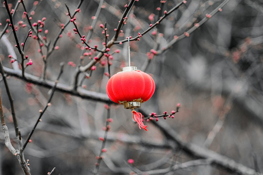 梅花枝上的红灯笼