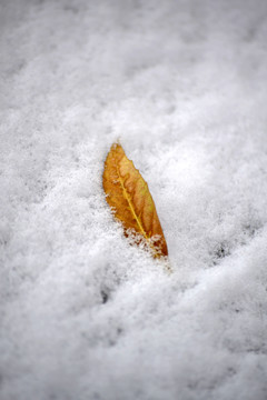 雪地落叶