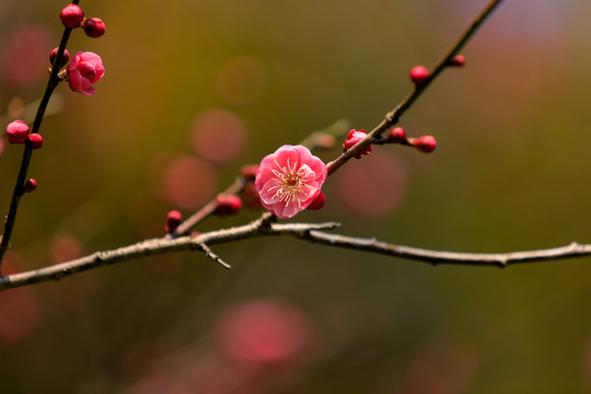 梅花