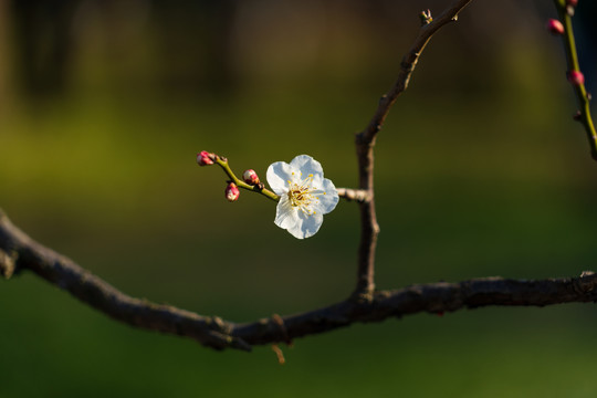 白梅花开