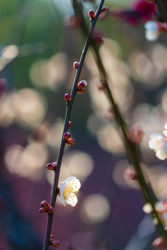 白梅花开