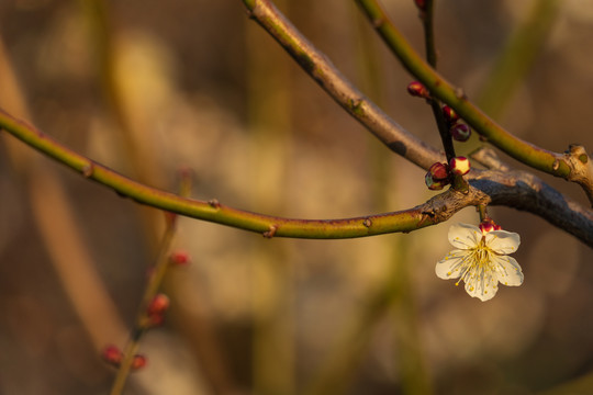 白梅花开