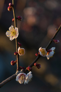 白梅花开