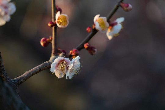 白梅花开