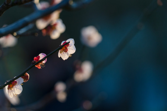 白梅花开