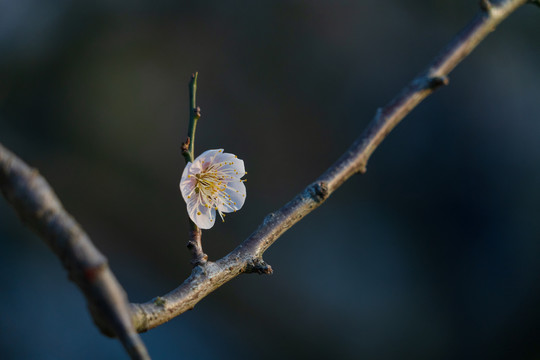 白梅花开