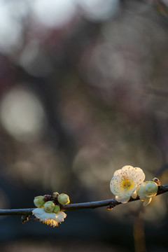 白梅花开