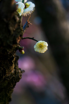 白梅花开