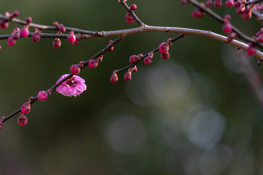 红梅花开