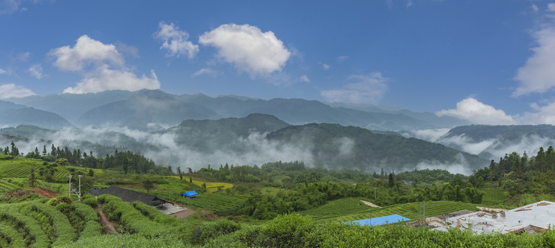 高山沟壑云雾缭绕茶山风光