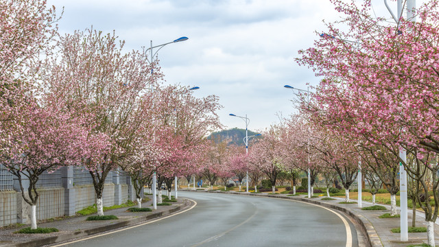 公路两边海棠树花开正盛