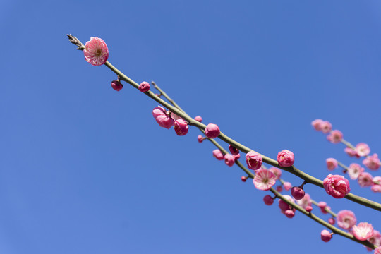 春季晴空下盛开的梅花