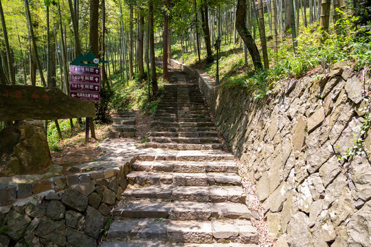 竹林台阶路