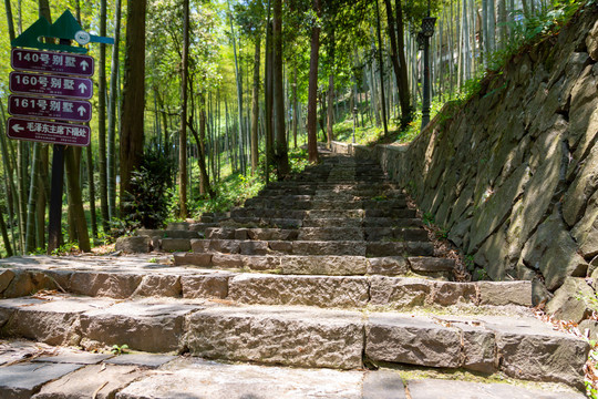 树林台阶路