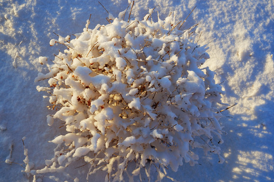 白雪小树