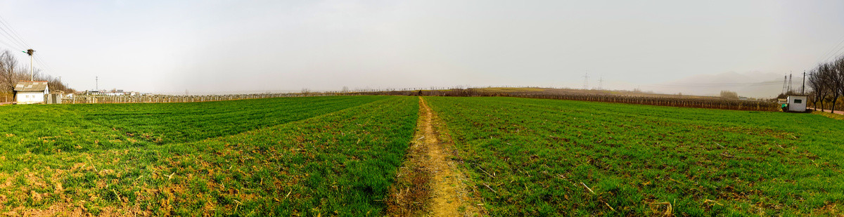 麦田和田园风光全景大画幅