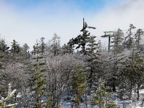 雪山森林