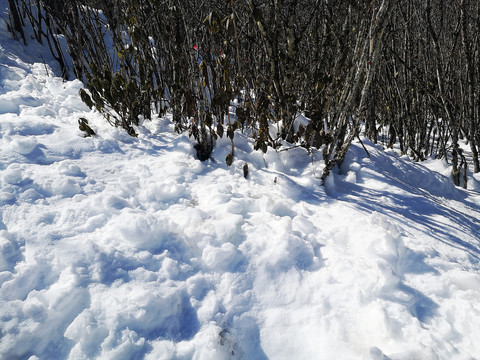 雪地丛林