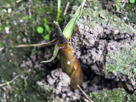 破土而出