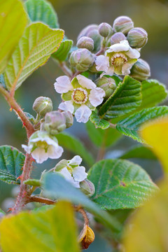 黄泡刺树开花树莓花