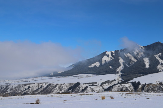 天山白雪